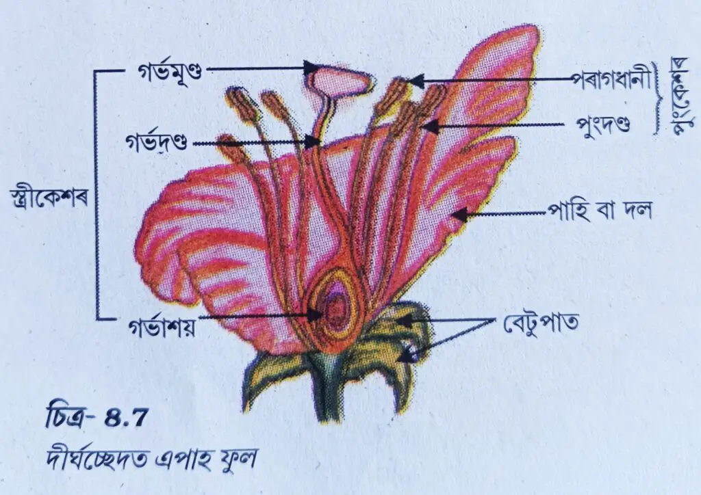  এপাহ ফুলৰ দীর্ঘচ্ছেদ