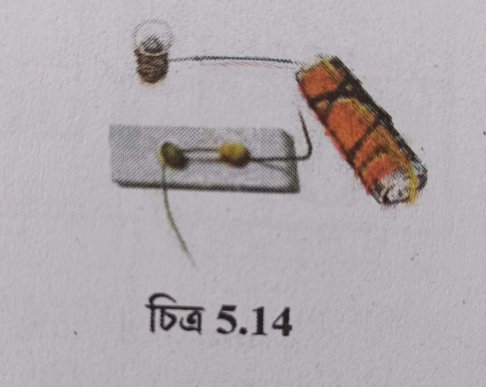 Class 6 Science Chapter 5 Q 5.14